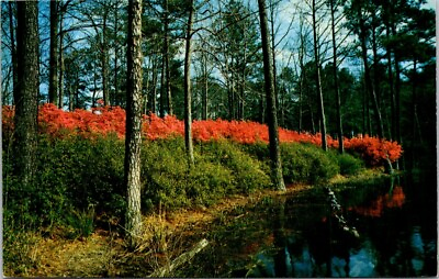 #ad Norfolk VA Azalea Municipal Gardens Water Virginia postcard NQ9 $6.99
