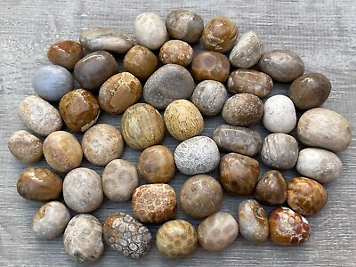 #ad Grade A Fossil Coral Tumbled Stone 0.75 1.25quot; Tumbled Fossil Coral Bulk Lot $14.85