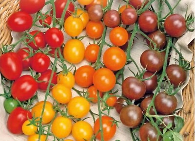 #ad 100 Multi color Cherry Tomato Seeds Rainbow Medley Easy Vegetable Garden Fruit $3.99