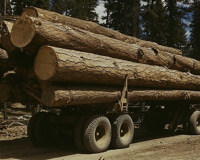 #ad Truck load of cut Ponderosa pine trees at Malheur National Forest Photo Print $8.99