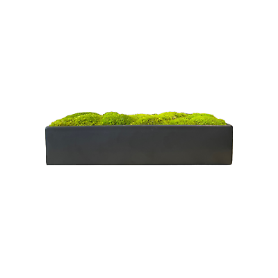 #ad Moss Bowl Planter 14quot; Rectangular Decor with Preserved Mood Moss Wide $79.00