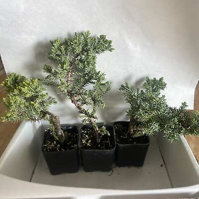 #ad Juniper Bonsai Trees For Sale Live Plant Pack of 3 Bonsai Shape Guaranteed $26.00