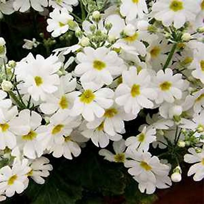 #ad Primrose Fairy Primula Malacoides White 50 seeds $2.29