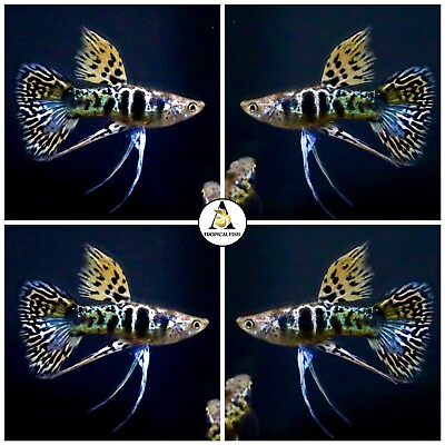#ad 1 Trio Premium Live Guppy Fish Yellow Tiger King Cobra Ribbon Great A $42.95