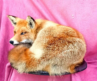 #ad Red Fox Vulpes Vulpes Taxidermy Stand Mount Real Animal Size $650.00