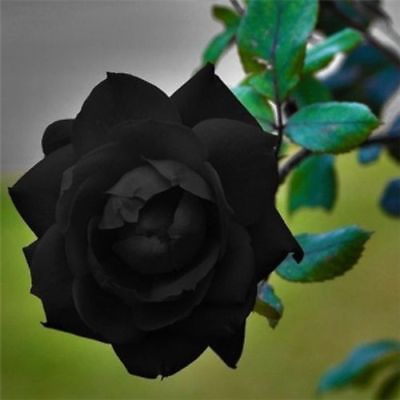 #ad 10 Black Rose Seeds Flower Bush Perennial Shrub Flowers Seed 145 US SELLER $4.39