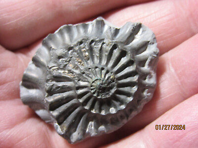 #ad 3 Dimentional Ammonite Jurassic Fossil on Matrix Collectible TDAJFMC 2 $9.40