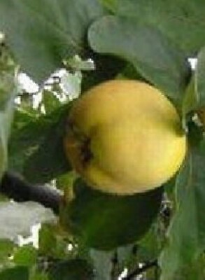 #ad LePage Quince Tree Heirloom Unusual edible fruit Tree LIVE PLANT Hardy Fruits $9.95