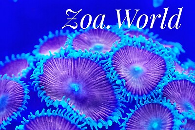 #ad Red Death Zoa Zoanthid 2 Polyp Frag Free Shipping on Orders over $85 $24.99