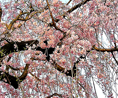 #ad 20 Japanese Cherry Blossom Tree Seeds P. serrulata Pink Flowering Sakura Bonsai $6.95