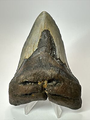 #ad Megalodon Shark Tooth 4.45” Pathological Unique Fossil Authentic 17630 $89.00