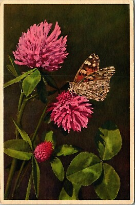 #ad Red Clover amp; Painted Lady Butterfly Line Vintage Postcard $9.99