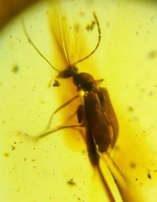 #ad Burmese insects fossil burmite Cretaceous beetle insect amber fossil Myanmar $99.99