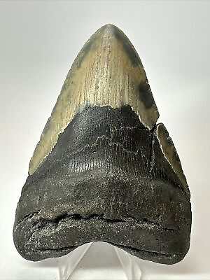 #ad Megalodon Shark Tooth 5.04” Colorful Unique Fossil Authentic 17814 $99.00