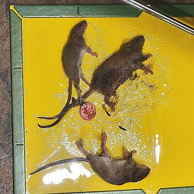 #ad 1 24 Mouse Rat Mice Roach Pest Spider Snake Glue Traps Super Sticky LARGE 8x12quot; $39.95