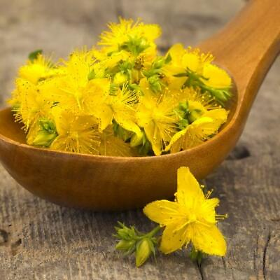 #ad ST. JOHNS WORT Hypericum Yellow Medicinal Herb Perennial Non GMO 500 SEEDS $3.98