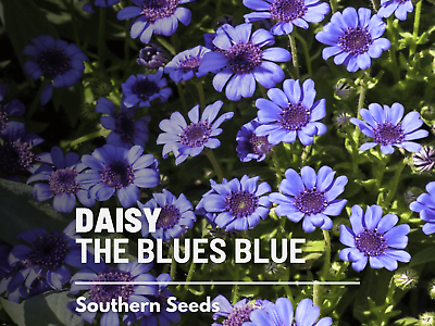 #ad Daisy The Blues Blue 50 Seeds Absolutely Stunning Blue Flowers Felicia het $1.99