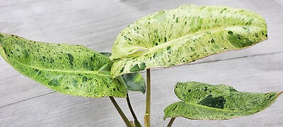 #ad Philodendron Paraiso Verde Philodendron Mint Variegated Aroid in 3quot; pot $14.99