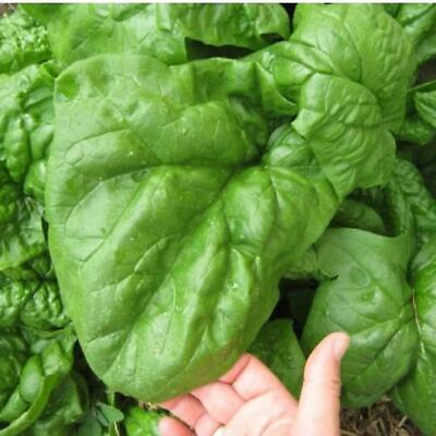 #ad 500 GIANT NOBLE SPINACH SEEDS NON GMO LONG STANDING SPINACH VARIETY $3.49