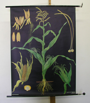 #ad Pretty Mural Jkq Corn Maize Cornflakes 32 11 16x44 7 8in 1967 Vintage Plants $177.07
