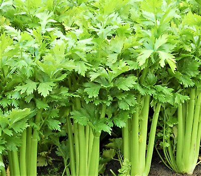 #ad Tall Utah 52 Celery Seeds 1000 Seeds NON GMO BUY 4 ITEMS FREE SHIPPING $0.99