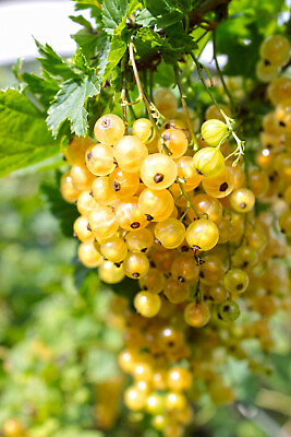#ad 20 Golden Currant Berry Seeds Ribes Aureum Edible Fruit Bush Vine FREE SHIPPI $3.00