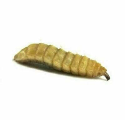 #ad #ad Black Soldier Fly Larvae Live Soldier Worms Free Shipping $8.90