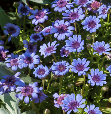 #ad Daisy THE BLUES Felicia Heterophylla Blue Heirloom Pollinators Non GMO 50 Seeds $4.48