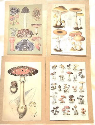 #ad 4 Fungi Mushroom Vintage Style Prints 4quot;×6quot; Great For Collage $10.99