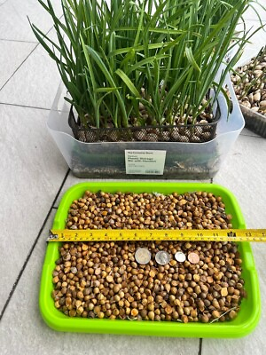 #ad Elephant garlic seeds for planting 50 seeds $8.00