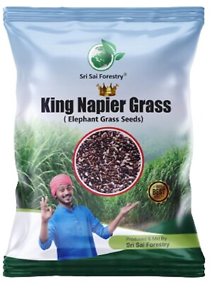 #ad Napier Grass Seeb Elephant Grass Pennisetum purpureumKing Napier 100 g** $15.99