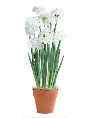 #ad Paperwhites in Faux Terracotta $41.99
