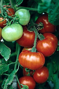 #ad Fantastic Tomato 45 Seeds Large Red Meaty Fruit $3.99