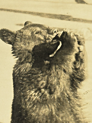 #ad Maine Black Bear Cub Rppc Real Photo Postcard Pet Drinks from Bottle C.1938 $9.72