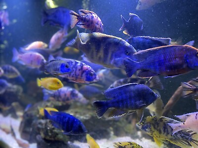 #ad Peacock Cichlids Lot Of 3 1 From Beautiful Breeder Group. 2 Inches Mixed Colors $49.99
