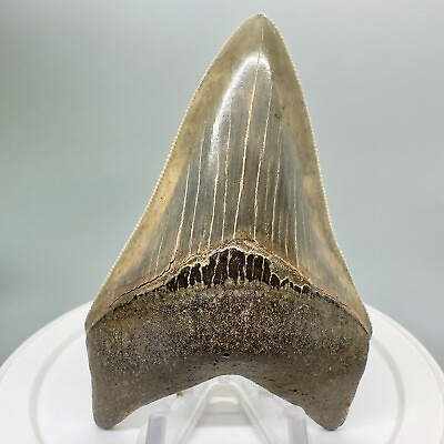 #ad Collector Quality BEAUTIFUL COLORS 3.78quot; Fossil MEGALODON Shark Tooth USA $299.00