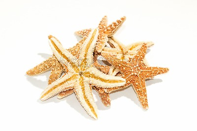 #ad #ad NessaStores Sugar StarFish Sea Shell Wedding Real Craft 3quot; 4quot; 6 pcs #JC 57 $16.99