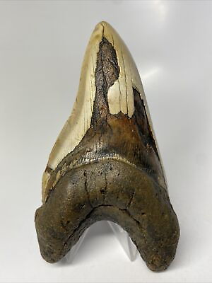 #ad Megalodon Shark Tooth 5.41” Pathological Unique Fossil Whicked 7918 $635.00