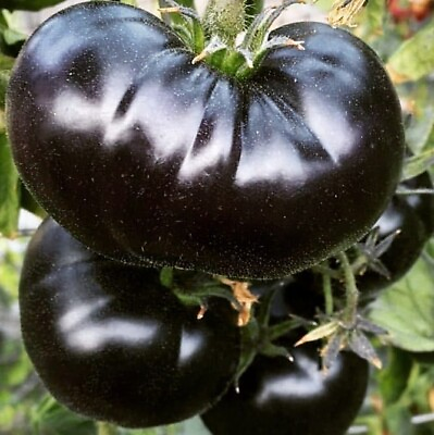 #ad 30 Black Sea Man Tomato Seeds Heirloom Organic  RARE $3.18