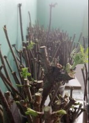 #ad Elderberry Plants 12 cuttings $16.99