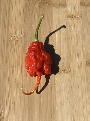 #ad 20 Primotalii Pepper Seeds. 100% Organically Grown. One Of The worlds Hottest $4.99