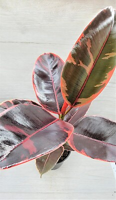 #ad Ficus Elastica Tineke Ruby Ficus pink Belize live houseplant in 6quot; Pot $22.99