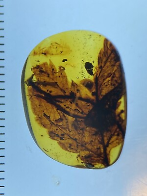 #ad Fertile Cretacifilix Fern Unique Fossil Inclusion Genuine Burmite Amber 98myo $450.00