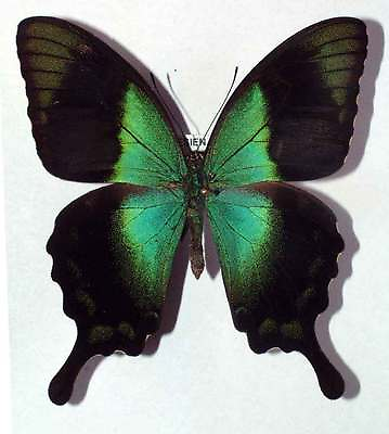 #ad PAPILIO PERANTHUS KINESIAS unmounted butterfly $12.99