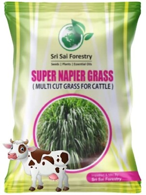 #ad Super Napier Grass Seeds 7000 Seeds Pack High Yield Multicut Grass Seed $21.99