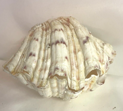 #ad 2 halves Vintage 7” x 5quot; Giant Clam Shell Seashell Natural Tridacna $199.99