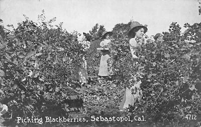 #ad Picking Blackberries SEBASTOPOL CA Sonoma Co. 1925 Forestville Antique Postcard $13.49