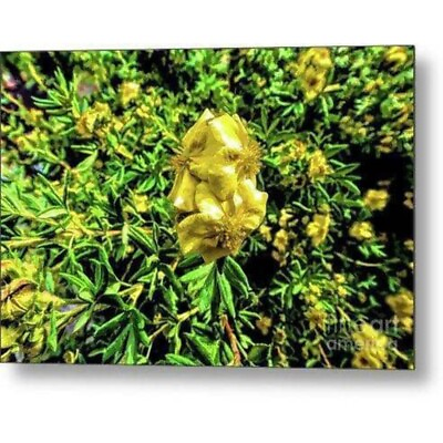 #ad Metal Print quot;Yellow Flowerquot; $299.99
