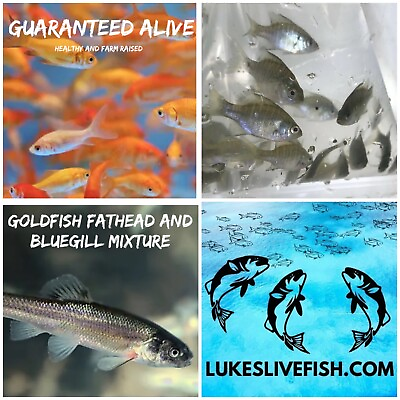 #ad 30 Mixed Live Bluegill Fish Goldfish Fathead GUARANTEE ALIVE FREE Shipping $40.00