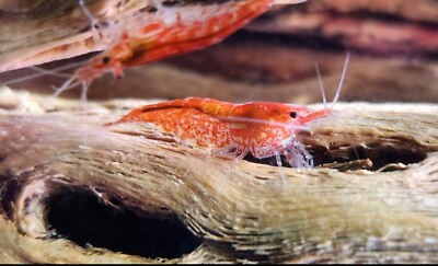 #ad Sakura Red Cherry Shrimp 92 LIVE GUARANTEE Freshwater Neocaridina Aquarium Pet $17.99